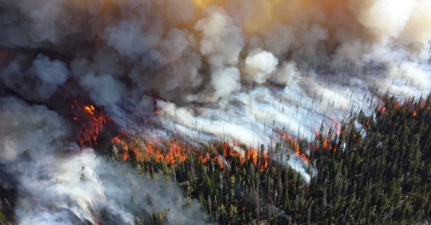 Forest fire